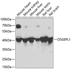 Invitrogen OSGEPL1 Polyclonal Antibody 100 &mu;L; Unconjugated:Antibodies,