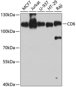 Invitrogen CD6 Polyclonal Antibody 100 &mu;L; Unconjugated:Antibodies,