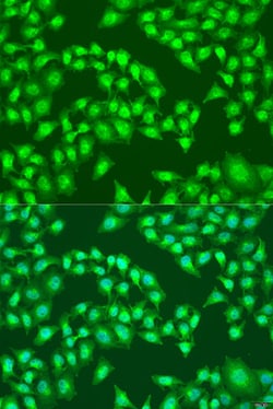 Invitrogen Viperin Polyclonal Antibody 100 &mu;L; Unconjugated:Antibodies,