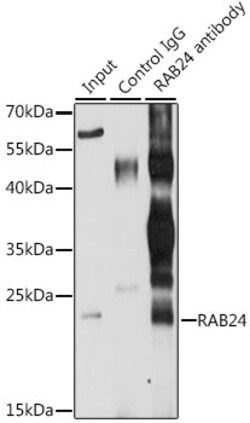 Invitrogen RAB24 Polyclonal Antibody 100 &mu;L; Unconjugated:Antibodies,