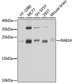 Invitrogen RAB24 Polyclonal Antibody 100 &mu;L; Unconjugated:Antibodies,