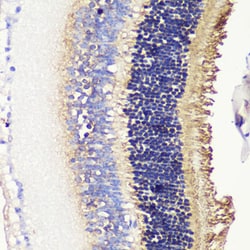 Invitrogen PDC Polyclonal Antibody 100 &mu;L; Unconjugated:Antibodies,