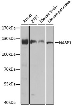 Invitrogen N4BP1 Polyclonal Antibody 100 &mu;L; Unconjugated:Antibodies,