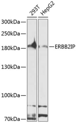 Invitrogen Erbin Polyclonal Antibody 100 &mu;L; Unconjugated:Antibodies,