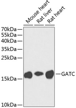 Invitrogen GATC Polyclonal Antibody 100 &mu;L; Unconjugated:Antibodies,