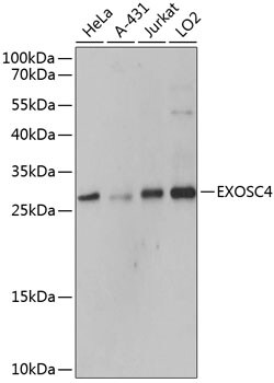 Invitrogen EXOSC4 Polyclonal Antibody 100 &mu;L; Unconjugated:Antibodies,