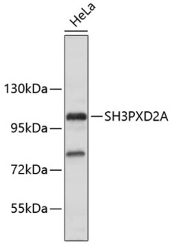 Invitrogen SH3PXD2A Polyclonal Antibody 100 &mu;L | Buy Online | Invitrogen&trade; | Fisher Scientific