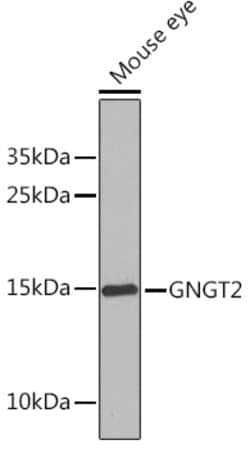 Invitrogen GNGT2 Polyclonal Antibody 100 &mu;L; Unconjugated:Antibodies,