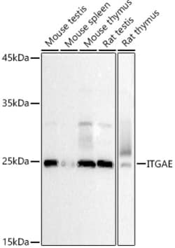 Invitrogen CD103 (Integrin alpha E) Polyclonal Antibody 100 &mu;L; Unconjugated:Antibodies,