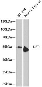 DET1 Polyclonal Antibody, Invitrogen™