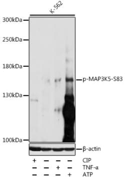 Invitrogen Phospho-ASK1 (Ser83) Polyclonal Antibody 100 &mu;L; Unconjugated:Antibodies,