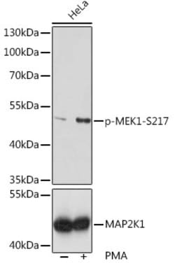 Invitrogen Phospho-MEK1 (Ser217) Polyclonal Antibody 100 &mu;L; Unconjugated:Antibodies,