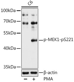 Invitrogen Phospho-MEK1 (Ser221) Polyclonal Antibody 100 μL; Unconjugated:Antibodies,