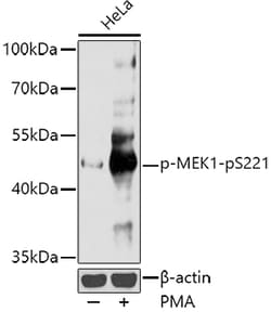 Invitrogen Phospho-MEK1 (Ser221) Polyclonal Antibody 100 μL; Unconjugated:Antibodies,