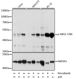 Invitrogen Phospho-MEK1 (Thr286) Polyclonal Antibody 100 &mu;L; Unconjugated:Antibodies,