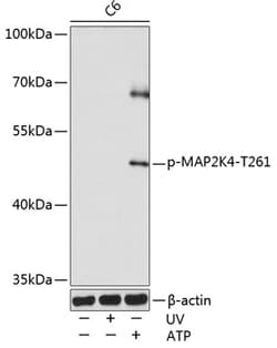 Invitrogen Phospho-MAP2K4 (Thr261) Polyclonal Antibody 100 &mu;L; Unconjugated:Antibodies,