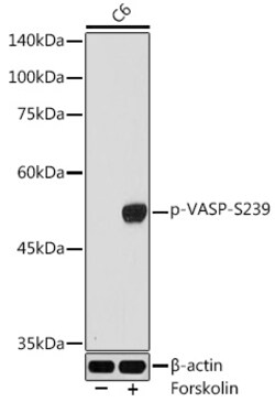 Invitrogen Phospho-VASP (Ser239) Polyclonal Antibody 100 μL; Unconjugated:Antibodies,