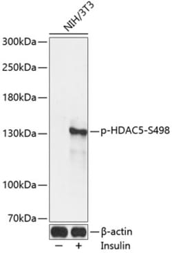 Invitrogen Phospho-HDAC5 (Ser498) Polyclonal Antibody 100 &mu;L; Unconjugated:Antibodies,