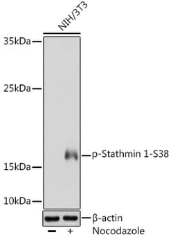Phospho-Stathmin 1 (Ser38) Polyclonal Antibody:Antibodies, Polyclonal