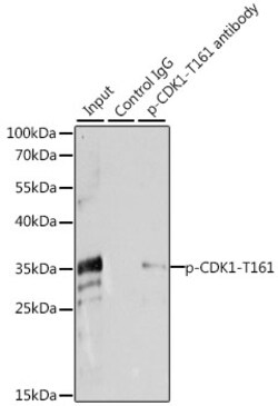 Invitrogen Phospho-CDK1 (Thr161) Polyclonal Antibody 100 &mu;L; Unconjugated:Antibodies,