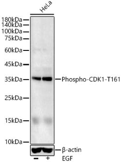 Invitrogen Phospho-CDK1 (Thr161) Polyclonal Antibody 100 &mu;L; Unconjugated:Antibodies,