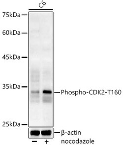Invitrogen Phospho-CDK2 (Thr160) Polyclonal Antibody 100 &mu;L; Unconjugated:Antibodies,