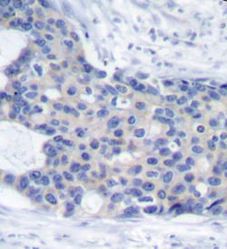 Invitrogen Phospho-Zap-70 (Tyr493) Polyclonal Antibody 100 &mu;L; Unconjugated:Antibodies,