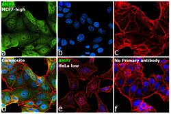 Invitrogen BMP-7 Polyclonal Antibody 400 &mu;L; Unconjugated:Antibodies,