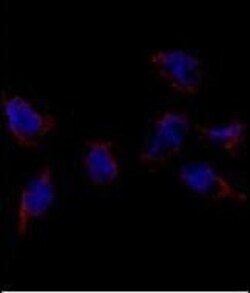 Invitrogen BMP-7 Polyclonal Antibody 400 &mu;L; Unconjugated:Antibodies,