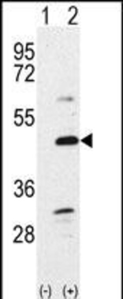 Invitrogen BMP-7 Polyclonal Antibody 400 &mu;L; Unconjugated:Antibodies,