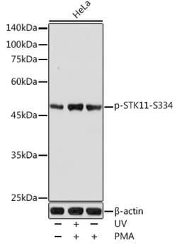 Invitrogen Phospho-LKB1 (Ser334) Polyclonal Antibody 100 &mu;L; Unconjugated:Antibodies,