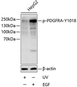 Invitrogen Phospho-PDGFRA (Tyr1018) Polyclonal Antibody 100 &mu;L; Unconjugated:Antibodies,
