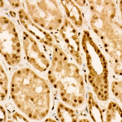 Invitrogen Phospho-FOXO3A (Ser253) Polyclonal Antibody 100 &mu;L; Unconjugated:Antibodies,