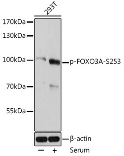 Invitrogen Phospho-FOXO3A (Ser253) Polyclonal Antibody 100 &mu;L; Unconjugated:Antibodies,