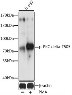 Phospho-PKC delta (Thr505) Polyclonal Antibody, Invitrogen 100 &mu;L; Unconjugated:Antibodies,