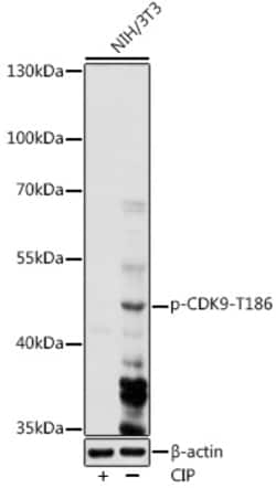 Invitrogen Phospho-CDK9 (Thr186) Polyclonal Antibody 100 &mu;L; Unconjugated:Antibodies,