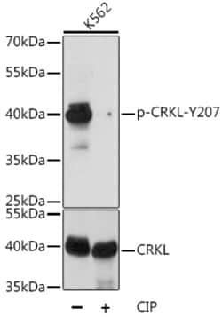 Phospho-CrkL (Tyr207) Polyclonal Antibody:Antibodies, Polyclonal