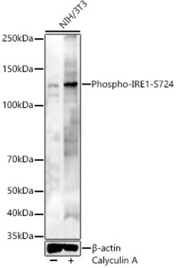 Invitrogen Phospho-IRE1 alpha (Ser724) Polyclonal Antibody 100 &mu;L; Unconjugated:Antibodies,