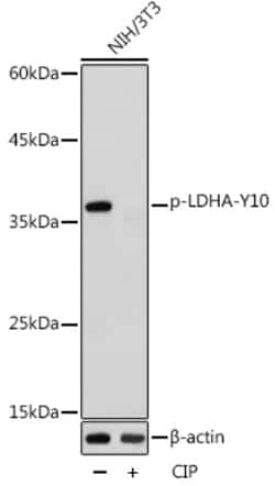 Phospho-LDHA (Tyr10) Polyclonal Antibody:Antibodies, Polyclonal