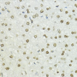 Invitrogen Phospho-Histone H3 (Thr45) Polyclonal Antibody 100 &mu;L; Unconjugated:Antibodies,