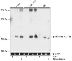Invitrogen Phospho-Histone H3 (Thr45) Polyclonal Antibody 100 &mu;L; Unconjugated:Antibodies,