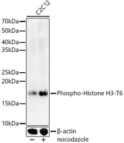 Invitrogen Phospho-Histone H3 (Thr6) Polyclonal Antibody 100 &mu;L; Unconjugated:Antibodies,
