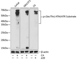 Invitrogen Phospho-(Ser/Thr) ATM + ATR Substrate Polyclonal Antibody 100