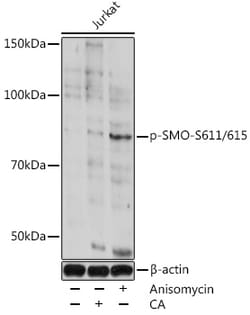 Invitrogen Phospho-SMO (Ser611, Ser615) Polyclonal Antibody 100 μL;