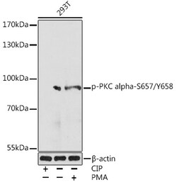 Invitrogen Phospho-PKC alpha (Ser657, Tyr658) Polyclonal Antibody 100 &mu;L | Buy Online | Invitrogen&trade; | Fisher Scientific