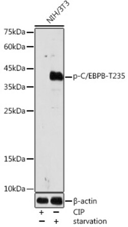 Invitrogen Phospho-C/EBP beta (Thr235) Polyclonal Antibody 100 &mu;L; Unconjugated:Antibodies,