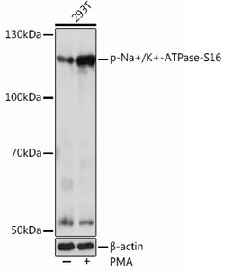Invitrogen Phospho-ATP1A1 (Ser16) Polyclonal Antibody 100 &mu;L; Unconjugated:Antibodies,