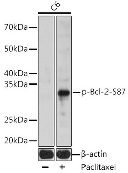 Invitrogen Phospho-Bcl-2 (Ser87) Polyclonal Antibody 100 &mu;L | Buy Online | Invitrogen&trade; | Fisher Scientific