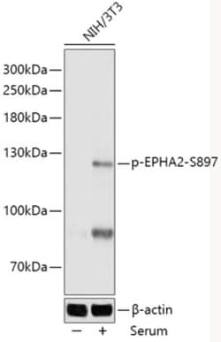 Phospho-EphA2 (Ser897) Polyclonal Antibody:Antibodies, Polyclonal