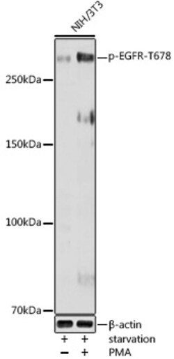 Invitrogen Phospho-EGFR (Thr678) Polyclonal Antibody 100 &mu;L; Unconjugated:Antibodies,